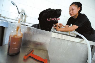 天熱時(shí),搜油犬會(huì)天天洗澡。