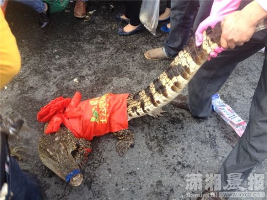 車上的鱷魚爬上路面。記者 向帥