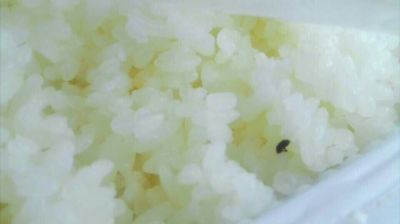 陸先生在高鐵上購(gòu)買的“梅菜扣肉套餐”盒飯。盒飯中的米飯上有芝麻狀的黑色小蟲。