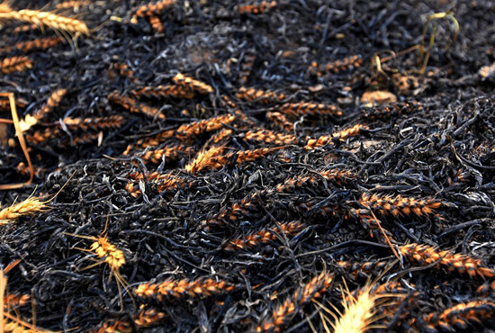 火被撲滅后的麥田。