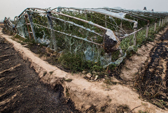 內(nèi)黃縣梁莊鎮(zhèn)南前桐村被燒壞的蔬菜大棚。