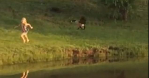 圖二：小女孩遭鵝襲擊向父親求救，但他不但沒有伸出援手，反而狂笑不止。