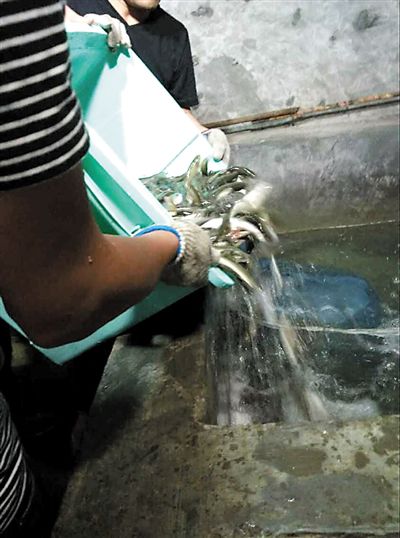 主人將撈上來(lái)的魚放進(jìn)魚池。