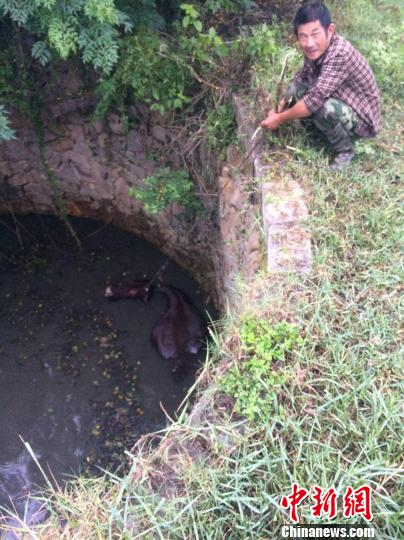 圖為大水牛掉進(jìn)13米深坑，民警消防灌水施救。