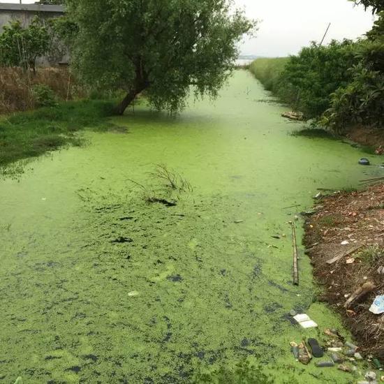 水污染現(xiàn)場，2015年7月 洞庭湖腹地湖南省安鄉(xiāng)縣安豐鄉(xiāng)出口洲社區(qū)房前屋后水網(wǎng)密布，但水污染嚴(yán)重水體發(fā)臭 新華社記者周楠攝