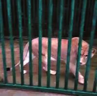 西安凈業(yè)寺養(yǎng)獅6年稱已捐出 動物園堅(jiān)稱沒收到 西安凈業(yè)寺養(yǎng)獅6年稱已捐出 動物園堅(jiān)稱沒收到