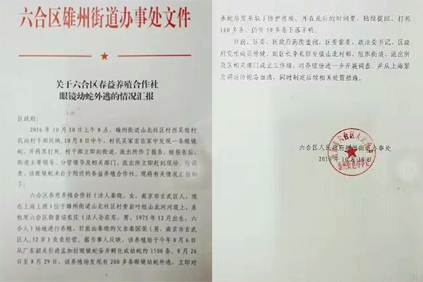 交匯點10月10日消息， 10日晚上，一則消息在南京人的朋友圈和微信群里瘋傳，網(wǎng)傳消息稱：六合雄州街道山北村一個農(nóng)莊私自養(yǎng)眼鏡蛇，幾天前突然跑出來了，估計二三百條。交匯點記者向六合區(qū)委宣傳部相關(guān)人士求證，證實了此事確實發(fā)生。