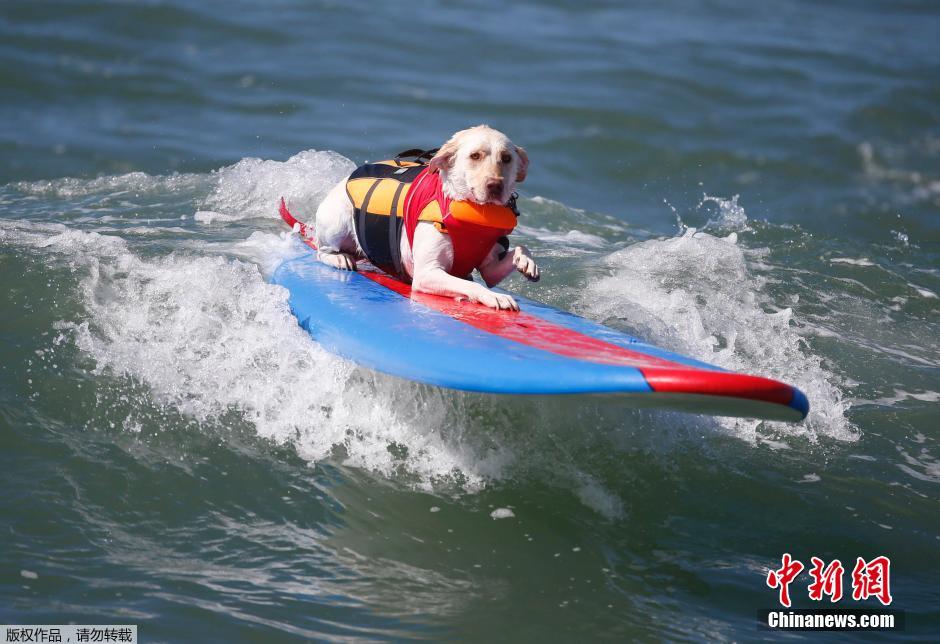 美國狗狗沖浪大賽 汪星人乘風(fēng)破浪帥氣十足 美國狗狗沖浪大賽 汪星人乘風(fēng)破浪帥氣十足