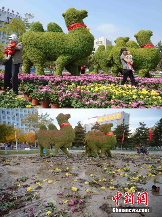 呼和浩特菊花展提前結(jié)束 數(shù)萬盆菊花被搬空 呼和浩特菊花展提前結(jié)束 數(shù)萬盆菊花被搬空