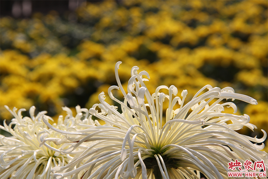 菊花飄香。