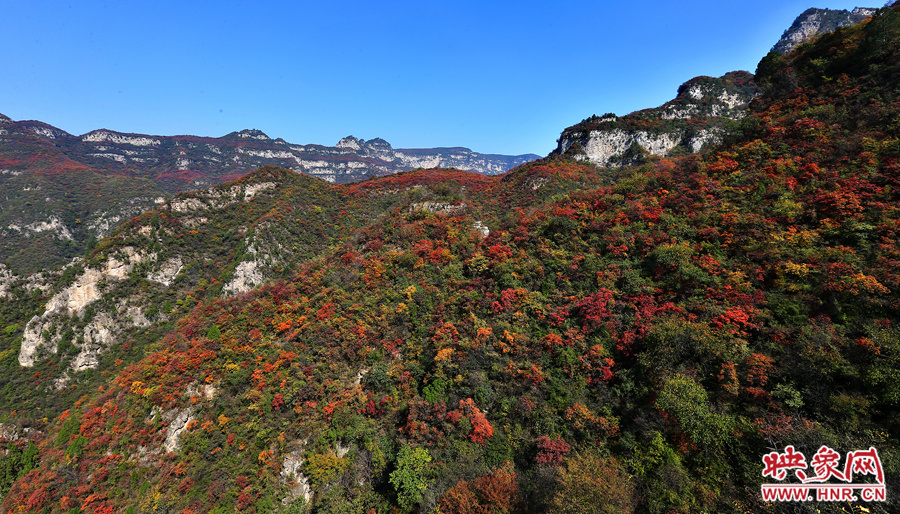紅色，黃色，綠色的樹葉相互映襯