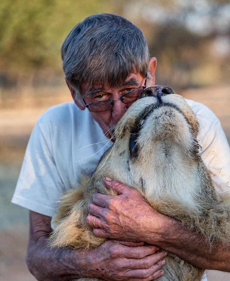 非洲老人養(yǎng)獅子當寵物 牽尾巴陪其散步 非洲老人養(yǎng)獅子當寵物 牽尾巴陪其散步