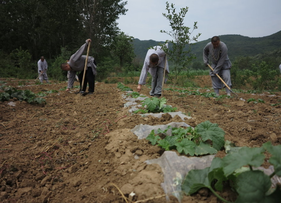 少林寺耕種的120多畝小麥?zhǔn)炝?，武僧們走進(jìn)田間，收獲黃燦燦的果實(shí)。