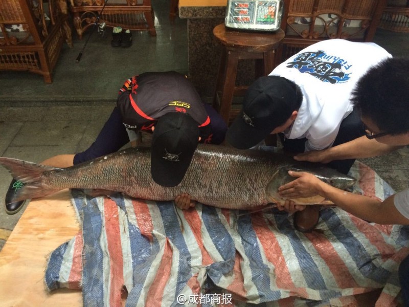 圖為父子倆翻動(dòng)大魚。