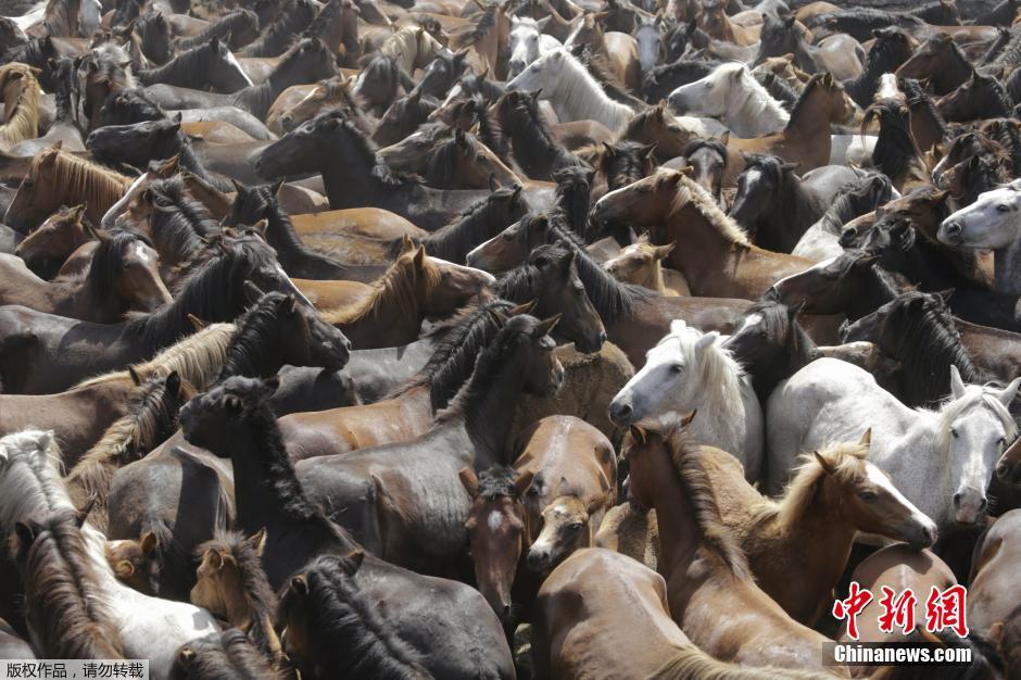 西班牙傳統(tǒng)野馬節(jié)火熱開賽 場面壯觀