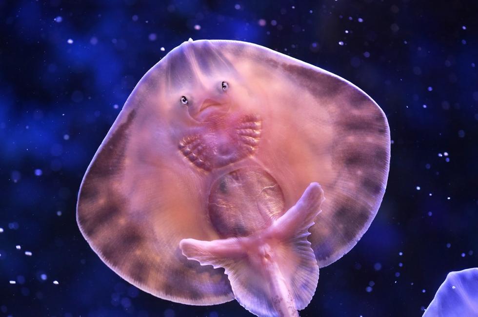 它頭上長得像眼睛的東西其實(shí)是它腹部的腮。