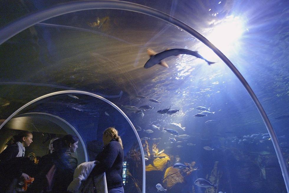 游人們穿梭在海底隧道。