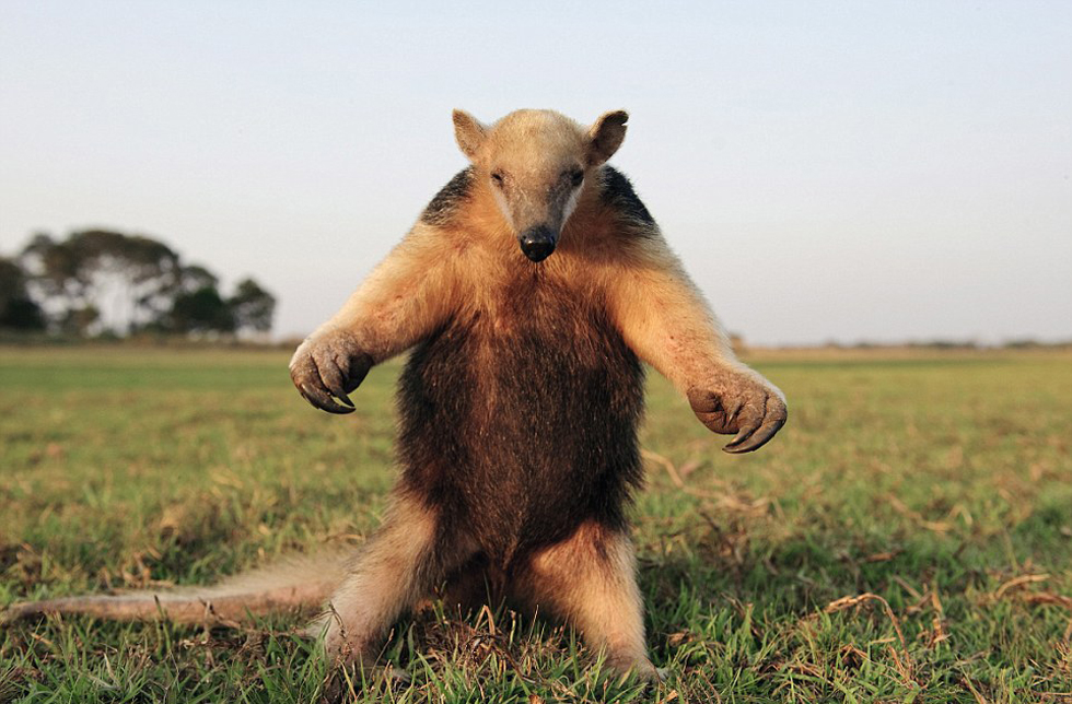 腿站立并不斷拍打胸脯向吉普車(chē)發(fā)出警告的食蟻獸。