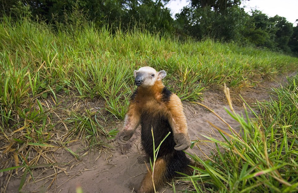 這頭食蟻獸站起來(lái)是想在車(chē)前顯得自己更高大一點(diǎn)。（網(wǎng)頁(yè)截圖）