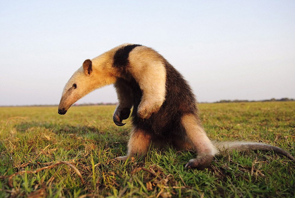 勇敢的食蟻獸。（網(wǎng)頁(yè)截圖）