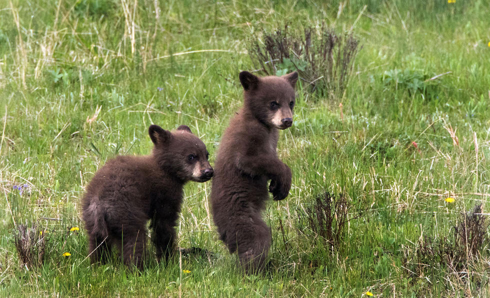 兩只萌噠噠的小熊在一顆大樹下玩躲貓貓，一會突然跳出來嚇唬對方，一會對著彼此做鬼臉，逗趣模樣讓人忍不住捧腹大笑。