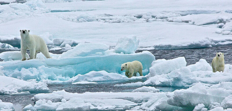 北極熊寶寶起來后看見有攝像機(jī)，便好奇地盯住娜塔西亞手中的機(jī)器。
