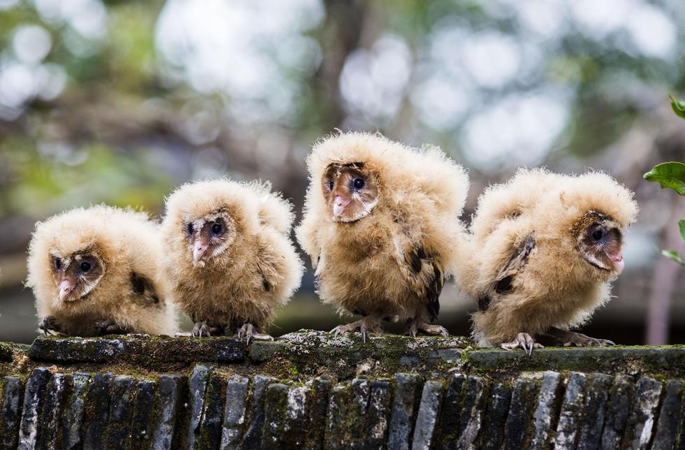 日前，九江市都昌縣蔡嶺鎮(zhèn)的曹女士上山采茶籽時(shí)，撿到5只可愛(ài)的雛鳥(niǎo)。經(jīng)野保工作人員鑒定，這5只雛鳥(niǎo)為國(guó)家二級(jí)野生保護(hù)動(dòng)物猴面鷹，目前已被送往鳥(niǎo)類保護(hù)組織進(jìn)行救護(hù)。