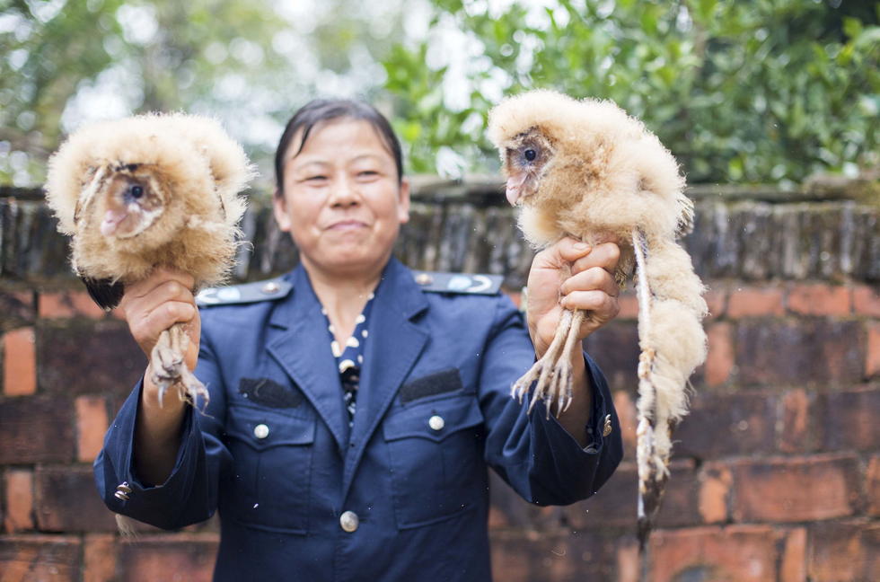 11月6日，記者聯(lián)系上都昌縣的村民危億玲，她是撿到雛鳥(niǎo)的曹女士的兒媳。她向記者介紹，稱他們家住在蔡嶺鎮(zhèn)北炎村港邊舍自然村，她婆婆11月4日下午上山采茶籽時(shí)，在樹(shù)下發(fā)現(xiàn)了5只可愛(ài)的雛鳥(niǎo)并帶回了家。