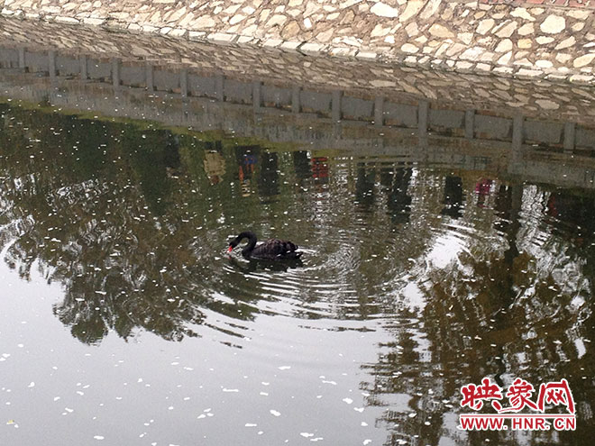 受傷的黑天鵝迫降鄭州金水河。