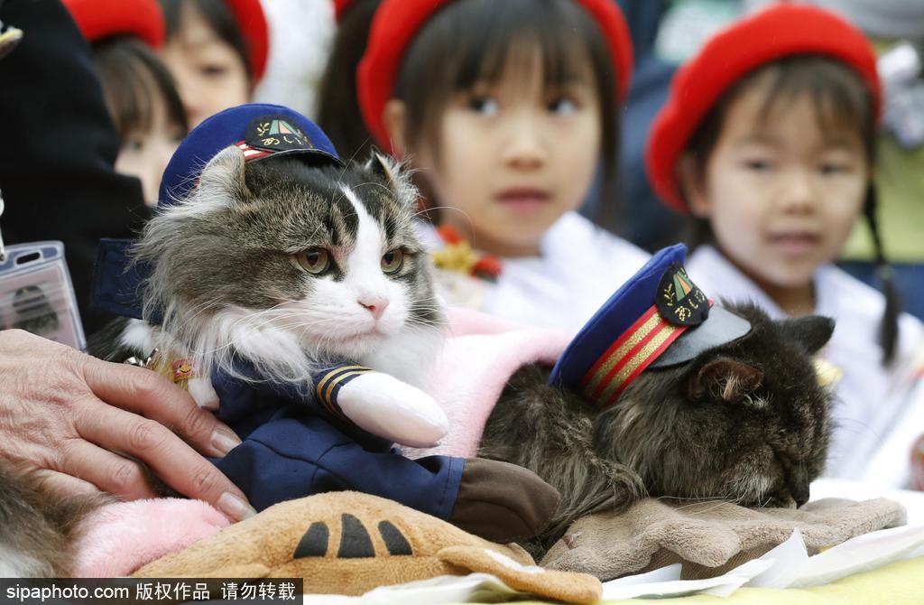 日本福島縣實習(xí)貓站長Love上任