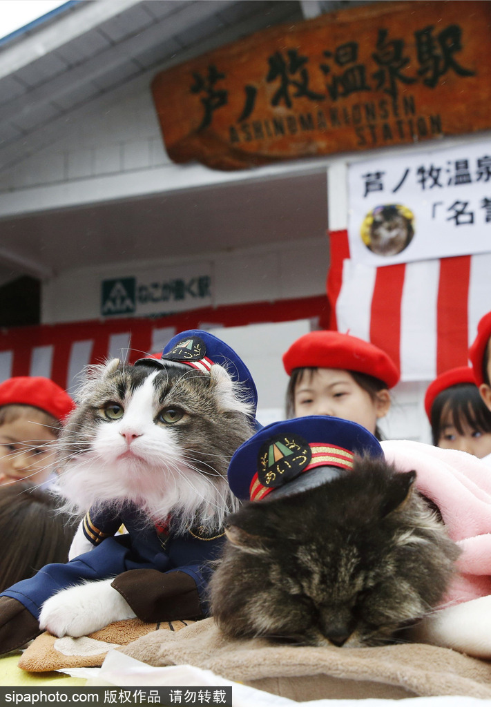日本福島縣實習(xí)貓站長Love上任