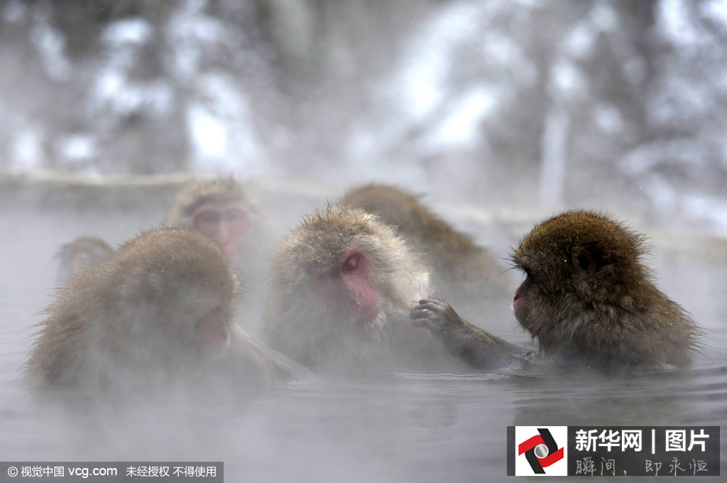 日本野生獼猴雪天泡溫泉悠然自得 日本野生獼猴雪天泡溫泉悠然自得