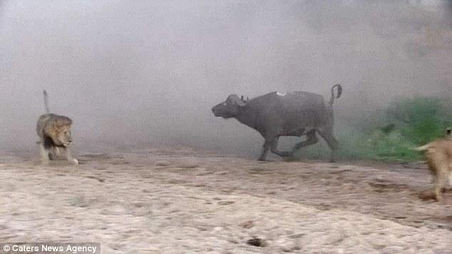 然后在獅群還在打架時(shí)悄悄地溜走了，留下一個瀟灑的背影。