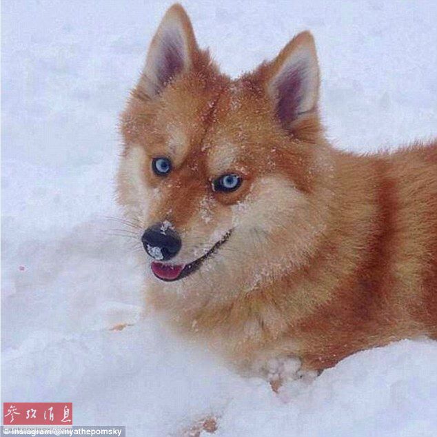 狐貍還是狗？藍(lán)眼睛萌寵走紅網(wǎng)絡(luò)