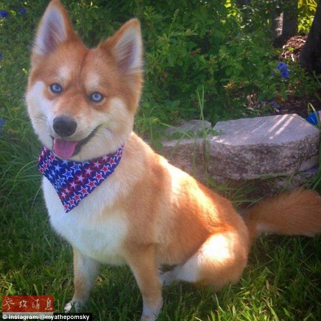 狐貍還是狗？藍(lán)眼睛萌寵走紅網(wǎng)絡(luò)