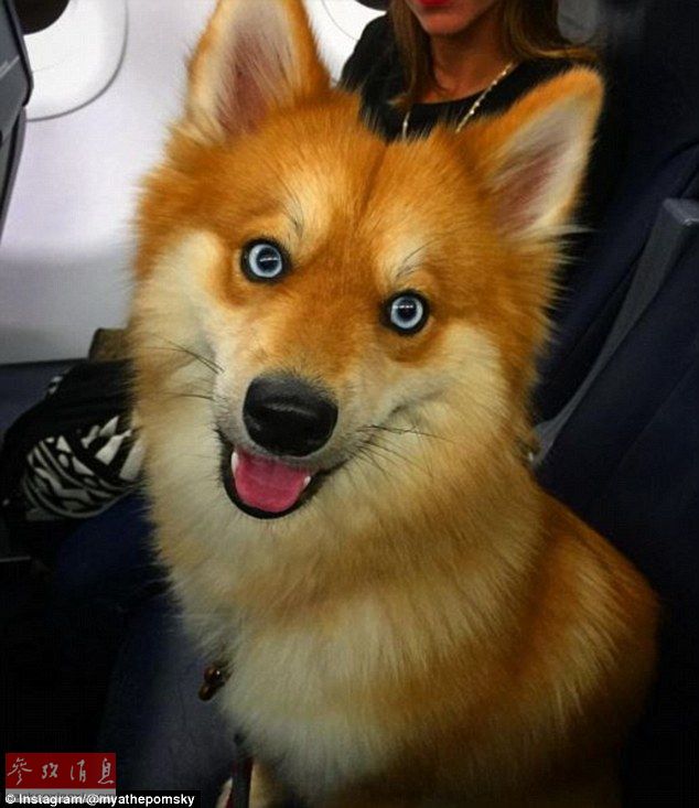 狐貍還是狗？藍(lán)眼睛萌寵走紅網(wǎng)絡(luò)