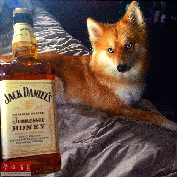 狐貍還是狗？藍(lán)眼睛萌寵走紅網(wǎng)絡(luò)