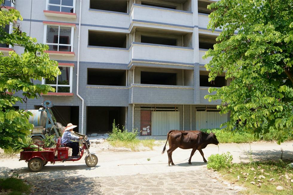 2016年7月26日，村民在廣西來賓市忻城縣隆達(dá)山水福城荒廢別墅間放牛。