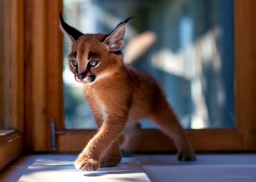 它們都是表情帝！一組不可思議的動物肖像