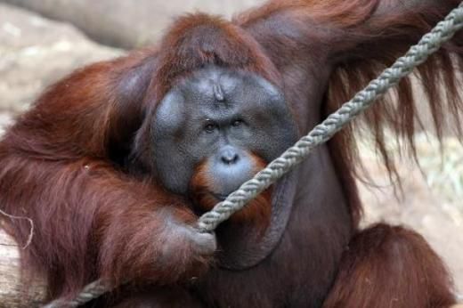 猩猩“愛上”玩具娃娃時(shí)刻抱緊拒絕松開（圖）