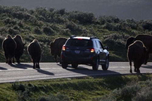 警方已經(jīng)派出大量工作人員、警犬和飛行器在當(dāng)?shù)卣归_(kāi)搜尋