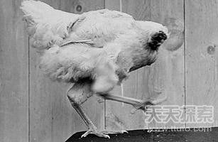 美國一公雞被砍頭后奇跡存活18個月(圖) 美國一公雞被砍頭后奇跡存活18個月(圖)