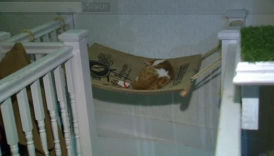 圖為加拿大首家貓咪咖啡館。