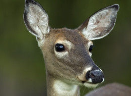 美國(guó)一名獵人射擊雌鹿后反被撞傷 美國(guó)一名獵人射擊雌鹿后反被撞傷