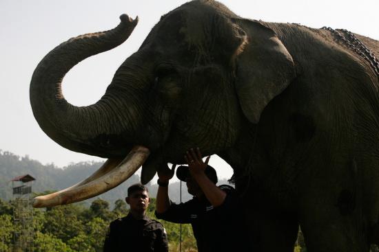 圖為大象巡邏隊里的大象。來源：法新社。