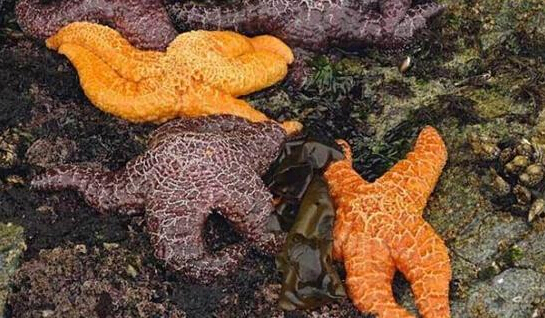 近2年來，估計有百萬只海星自殺（臺灣中時電子報）