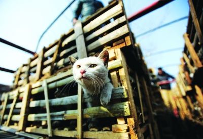 貨車上被販運(yùn)的貓。 記者陳亮 攝