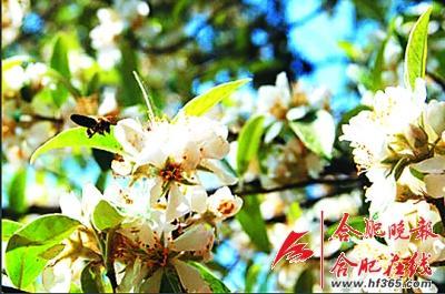 261歲古樹棠梨“搬家” 業(yè)內(nèi)人士表示擔(dān)憂(圖) 261歲古樹棠梨“搬家” 業(yè)內(nèi)人士表示擔(dān)憂(圖)