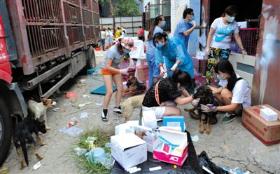 昨日下午，志愿者對攔截下來的狗逐一檢查，分類進(jìn)行管理。新京報記者 吳江 攝