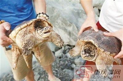 楊先生買來(lái)的鱷龜有很強(qiáng)的攻擊性。見(jiàn)習(xí)記者 雷鍵 攝